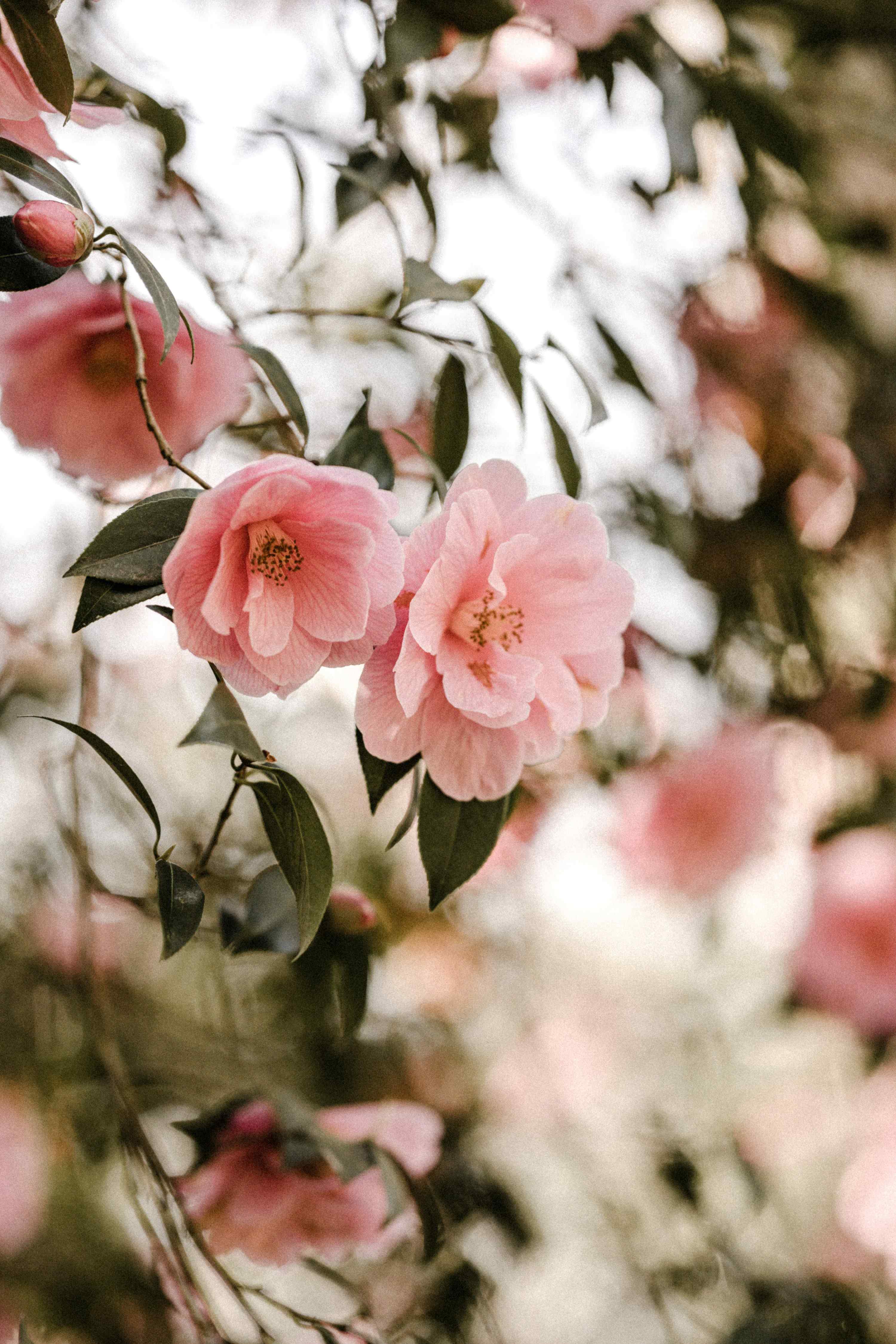 Camellia flowers